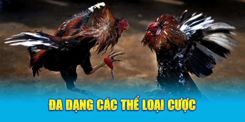 Đa dạng các thể loại cược đá gà trên Loto188