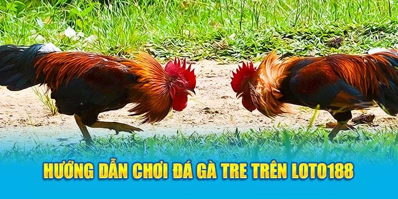 Hướng dẫn chơi đá gà tre trên loto188