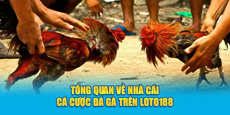 Tổng quan về nhà cái cá cược đá gà - Loto188