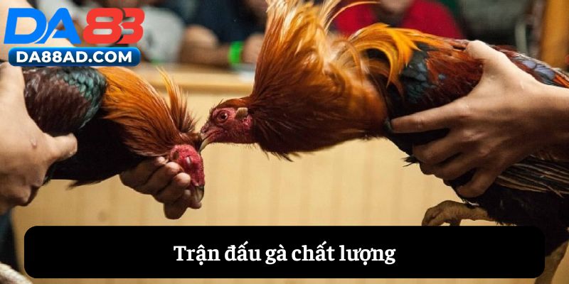 Trận đấu gà chất lượng cao tại da88